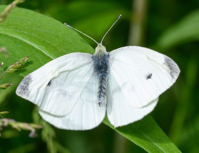Cabbage White