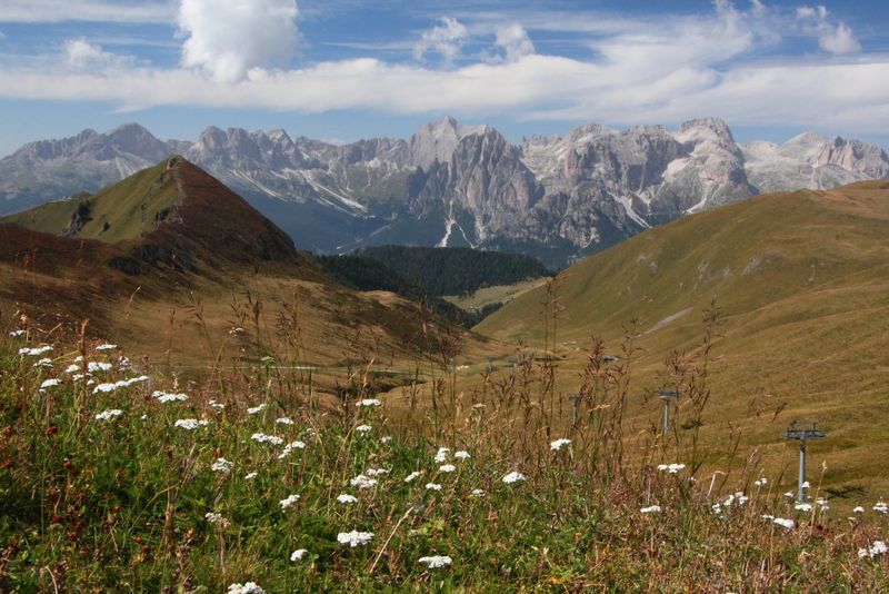Wildflowers with Catinaccio group backdrop