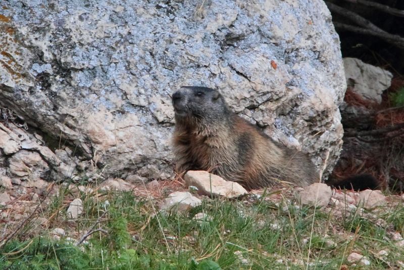 Alpine marmot, near Passo Pordoi