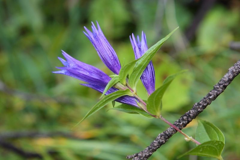 Willow gentian (Gentiana asclepiadea)