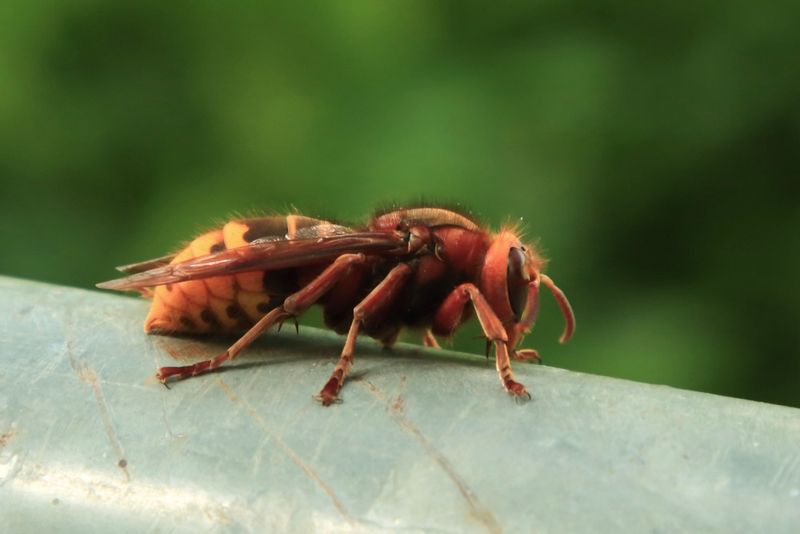 European Hornet (Vespa crabro) on a gate