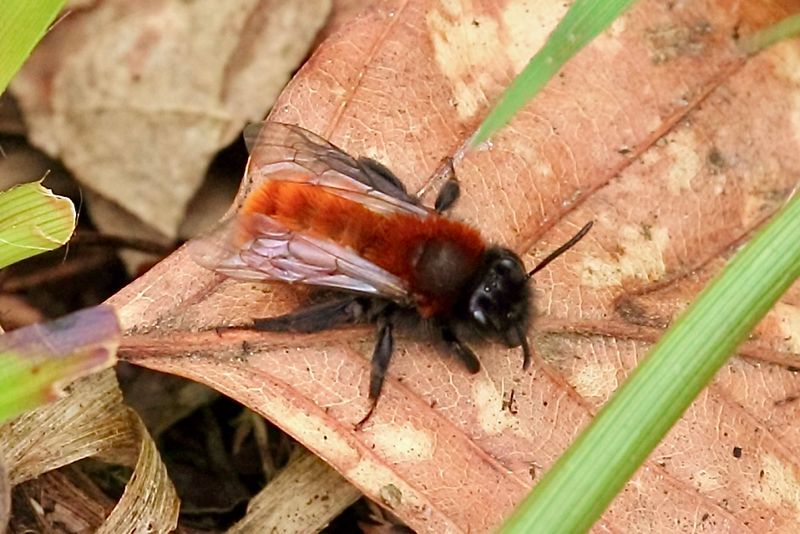 Tawny Mining Bee (Andrena fulva)