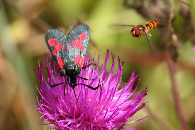 Flora, Fauna & Macro