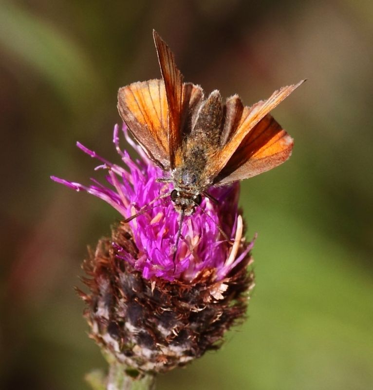 Small Skipper (Thymelicus sylvestris) on knapweed