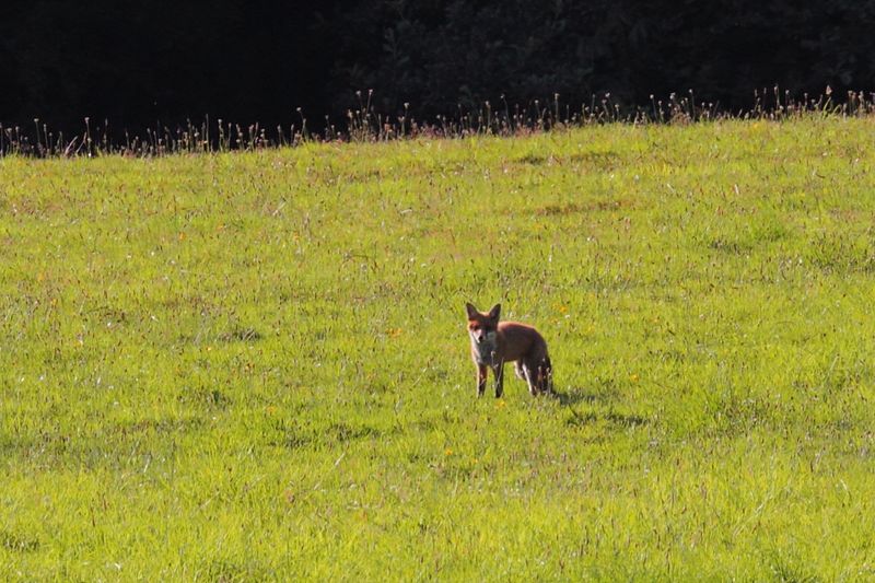 Somewhat distant red fox (Vulpes vulpes)