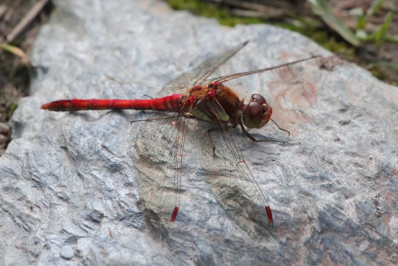 Common darter (Sympetrum striolatum) (male) on rock