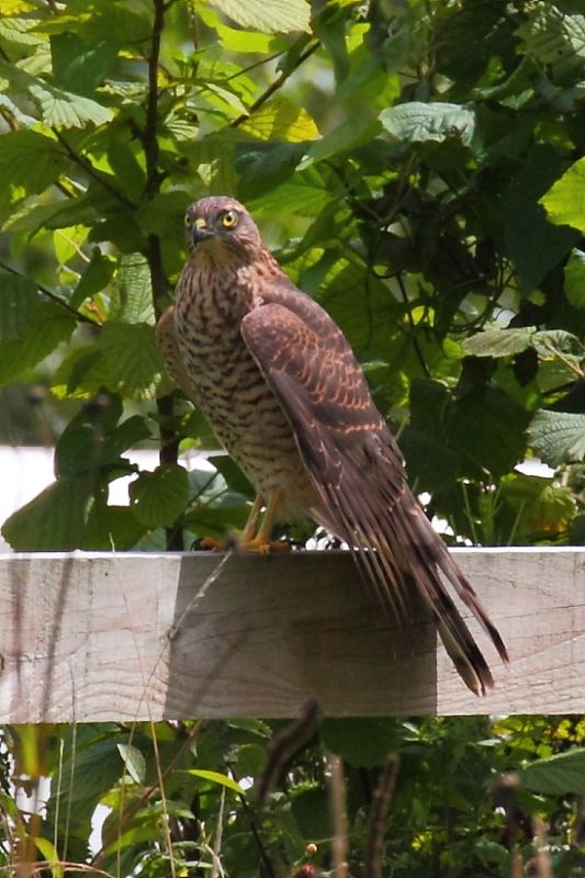 Sparrowhawk (Accipiter nisus)