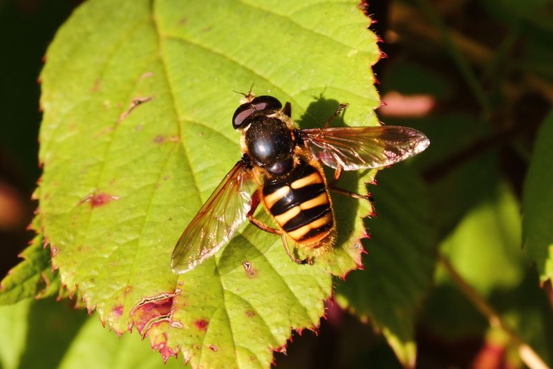 Bog Hoverfly (Sericomyia silentis) on bramble