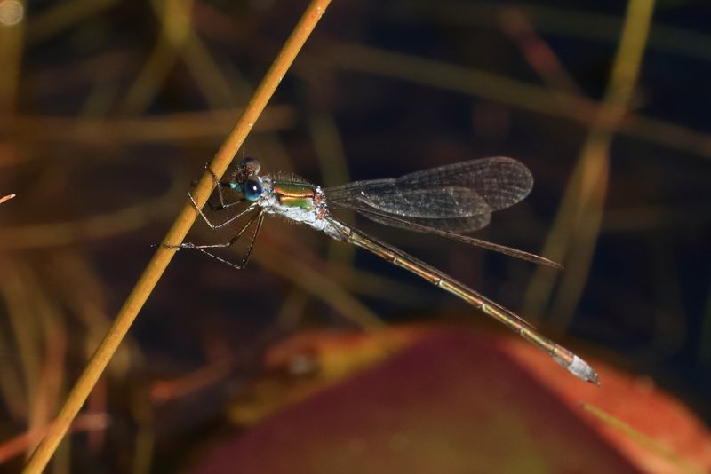 Damselfly, Lestes sponsa