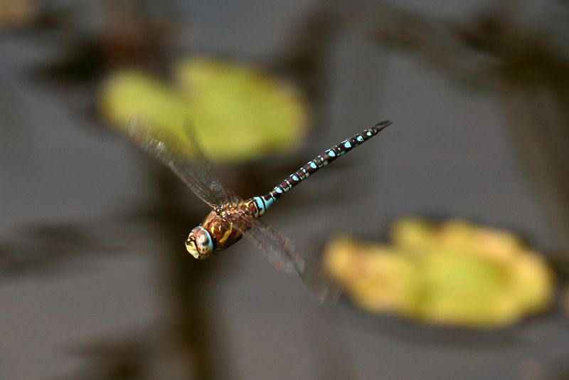Migrant Hawker, Aeshna mixta