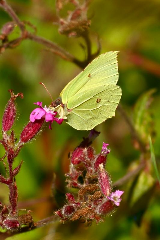 Common Brimstone (Gonepteryx rhamni)