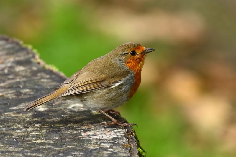 European robin (Erithacus rubecula) on a tree stump