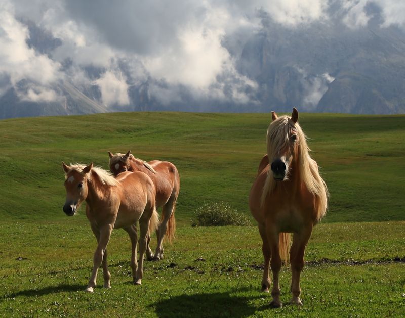 Horses, Alpe di Siusi