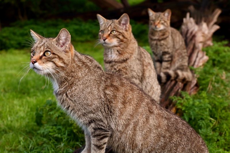 British Wildlife Centre