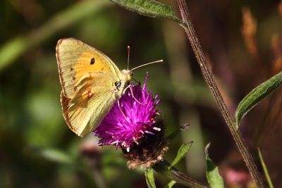Clouded Yellow (Colias croceus)