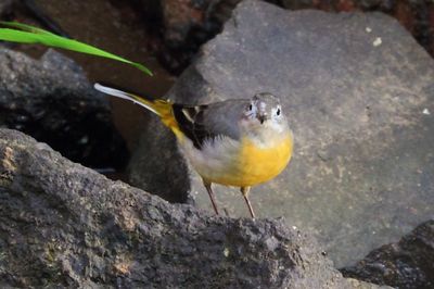 Grey wagtail (Motacilla cinerea)