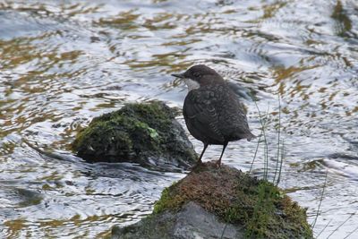 Dipper (Cinclus cinclus)