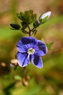 Germander speedwell (Veronica chamaedrys)