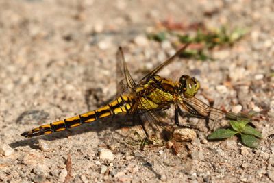 Black-tailed Skimmer (Orthetrum cancellatum) (female)