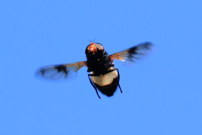 Pellucid Hoverfly (Volucella pellucens) in-flight