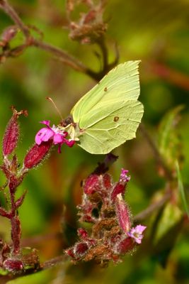 Common Brimstone (Gonepteryx rhamni)