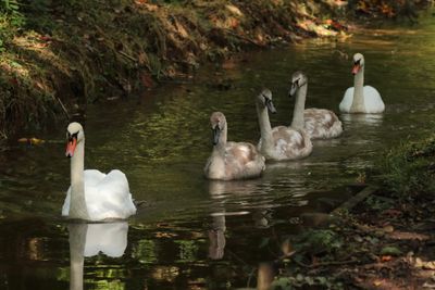 Swan family on a stream