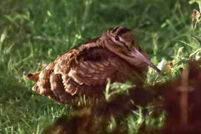 Woodcock (Scolopax rusticola) at night