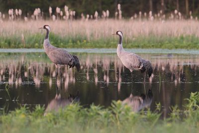 Żuraw zwyczajny / common crane (Grus grus)