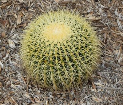 Dsc_0276d.jpg