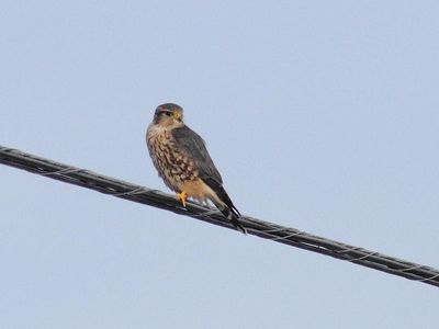 Oiseaux automne 2022