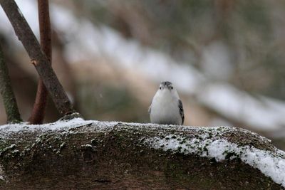 sittelle  poitrine blanche