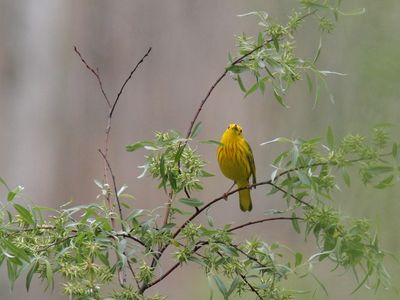 Paruline jaune