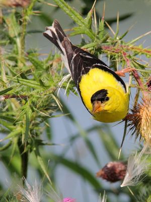 Chardonneret jaune