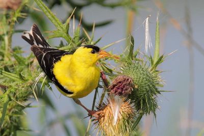 Chardonneret jaune