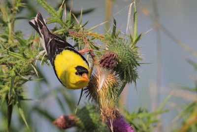 Chardonneret jaune