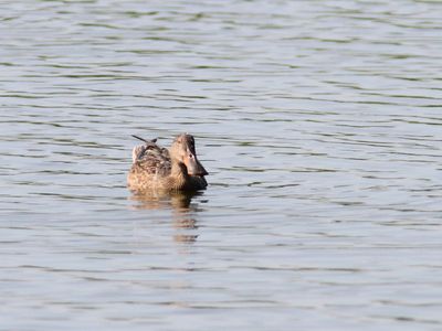 Canard souchet