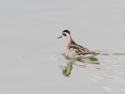 Phalarope  bec troit