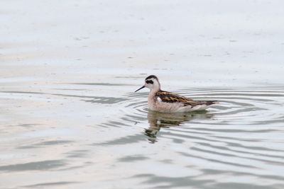 Phalarope à bec étroit