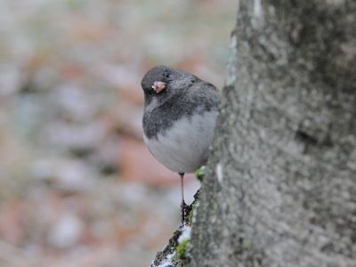IMG_4827.JPG
