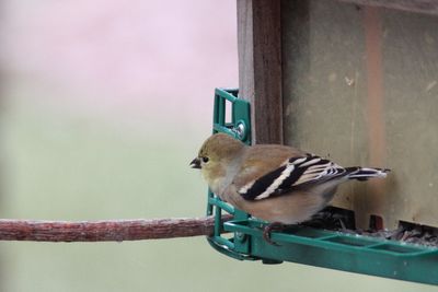 IMG_4835.JPG
