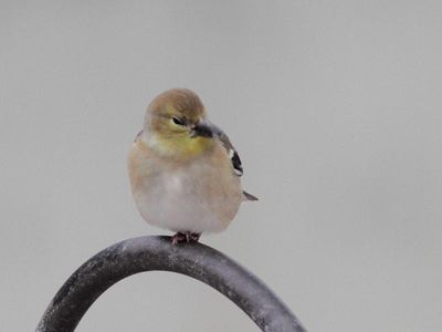 Oiseaux 2023