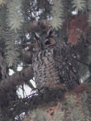 Hibou moyen-duc