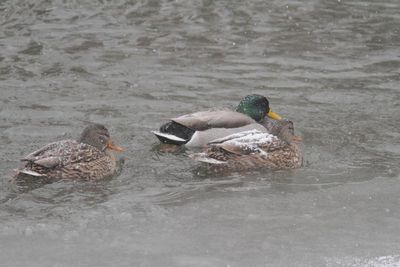 Canard colvert