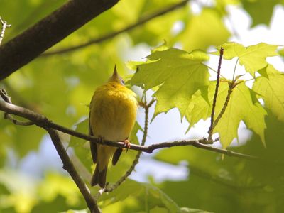 Paruline  joues grises