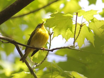 Paruline à joues grises