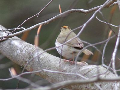 Paruline couronne