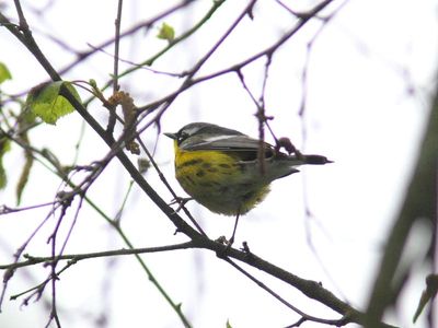 Paruline à tête cendrée