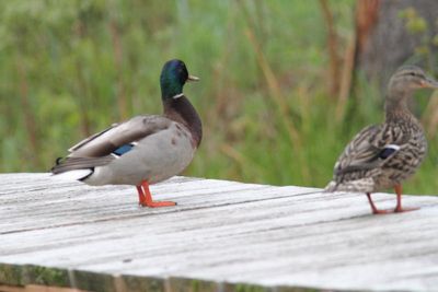 Canard colvert