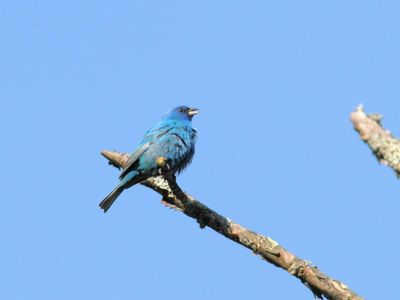 Passerin indigo