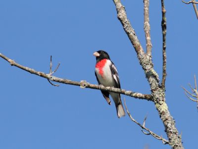 Cardinal  poitrine rose